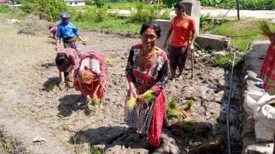 भवन निर्माणको लागी सामुहिक रोपाई