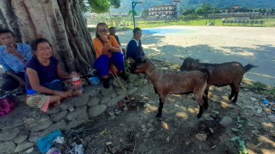 बाख्रा पालनबाट महिलाको आयस्तरमा वृद्धि